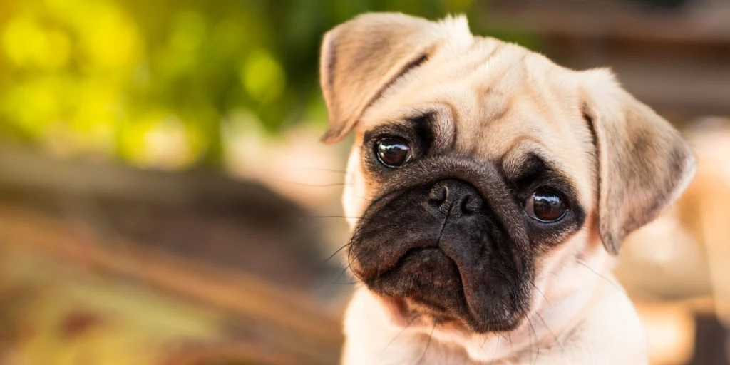 Hund, mops, ledsen hund