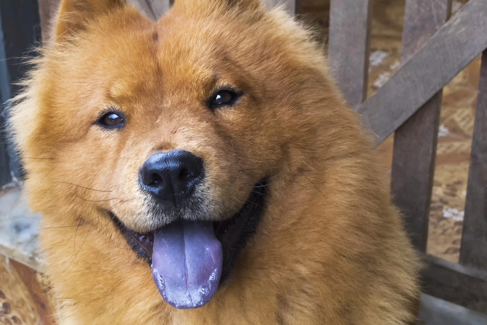 Chow Chow