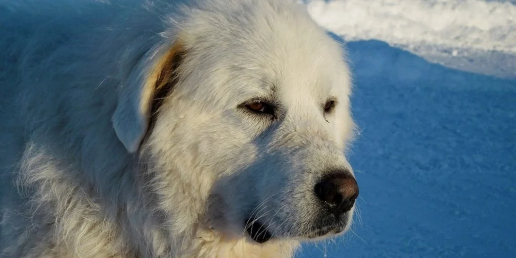 Great Pyrenees (Pyrenæerhund)