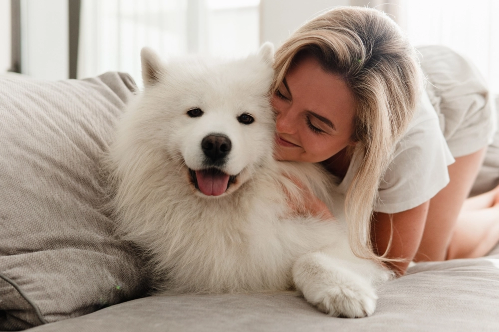 Samoyed