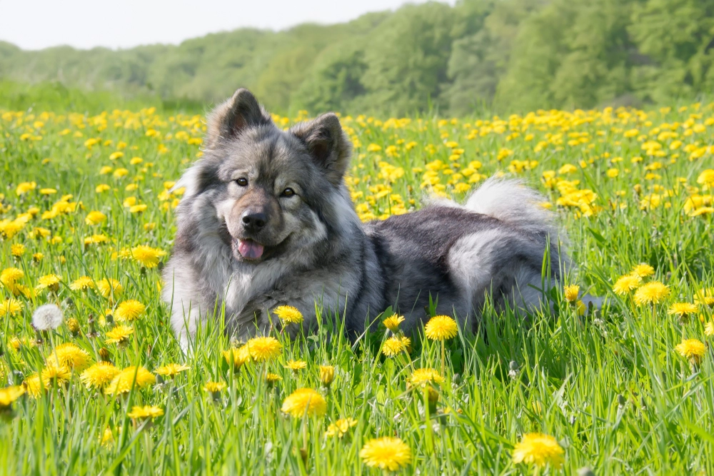 Eurasier