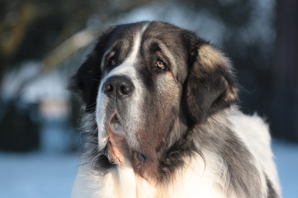 Pyrenæisk Mastiff