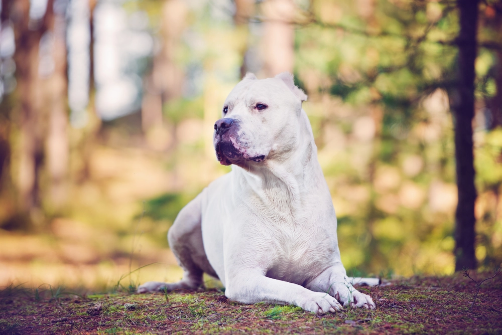 Dogo Argentino