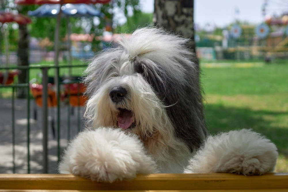 Old English Sheepdog