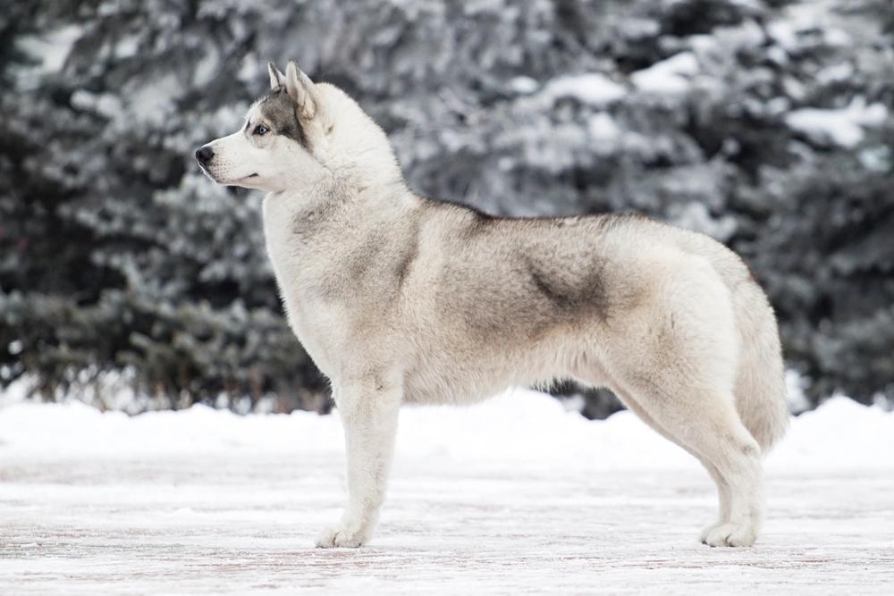 Alaskan Malamute