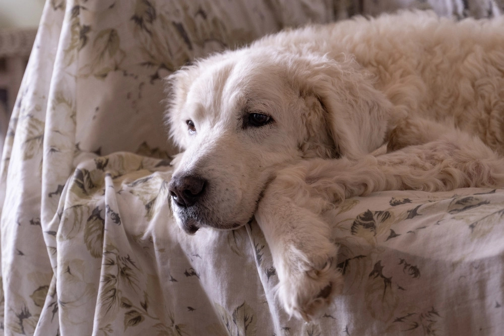 Kuvasz
