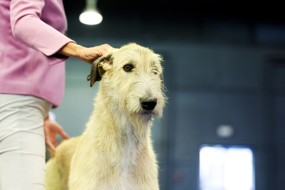 Irsk ulvehund
