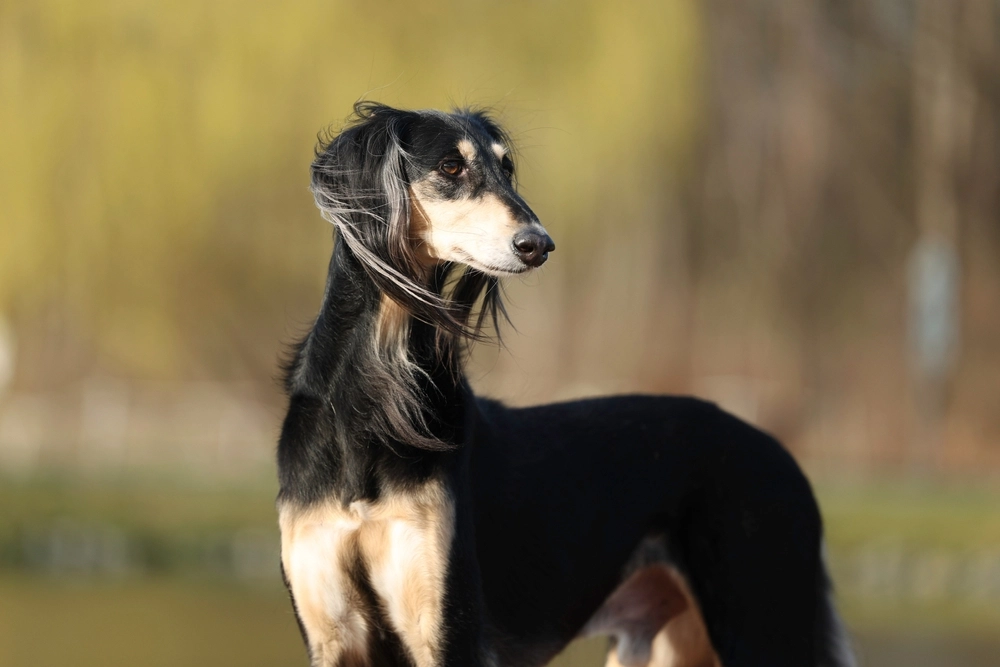 Saluki