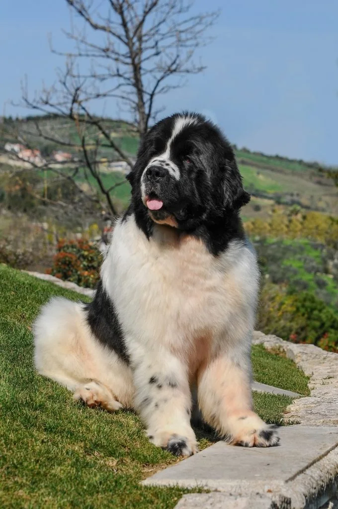 St. Bernard