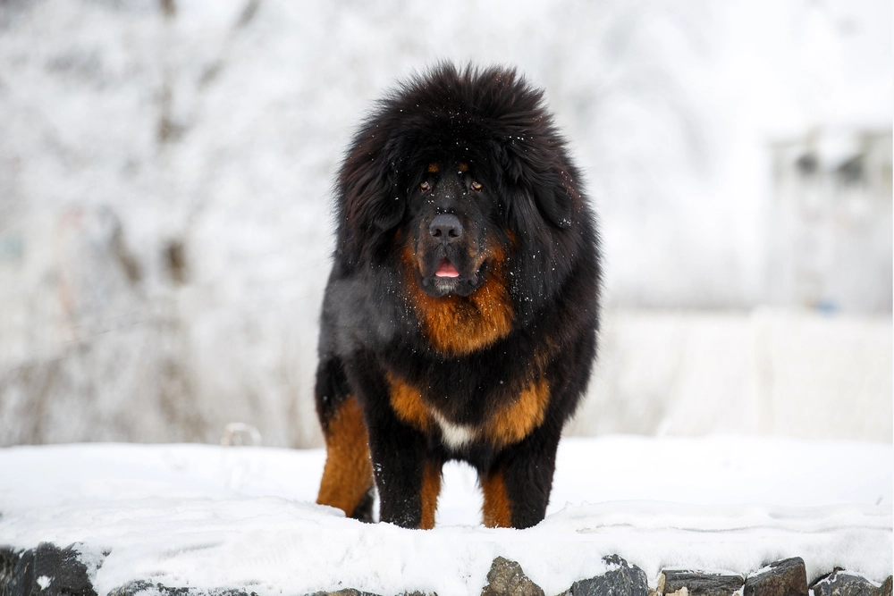 Tibetansk Mastiff