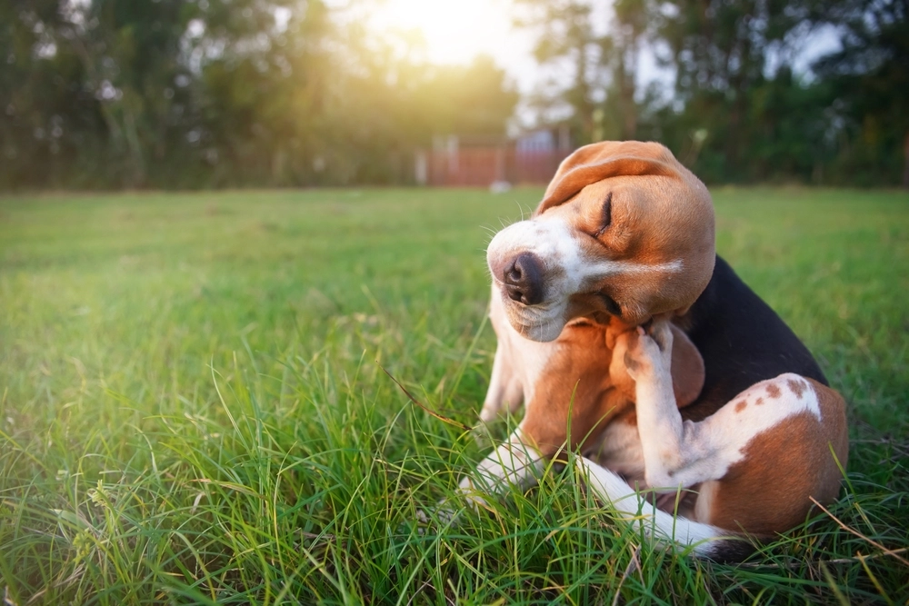 Beagle hund / beagle dog