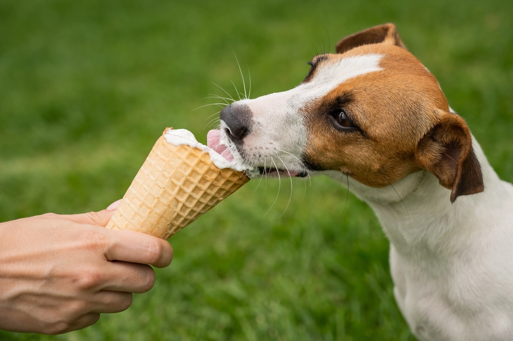 Jack Russel dog eating ice cream / Jack Russel hund spiser is