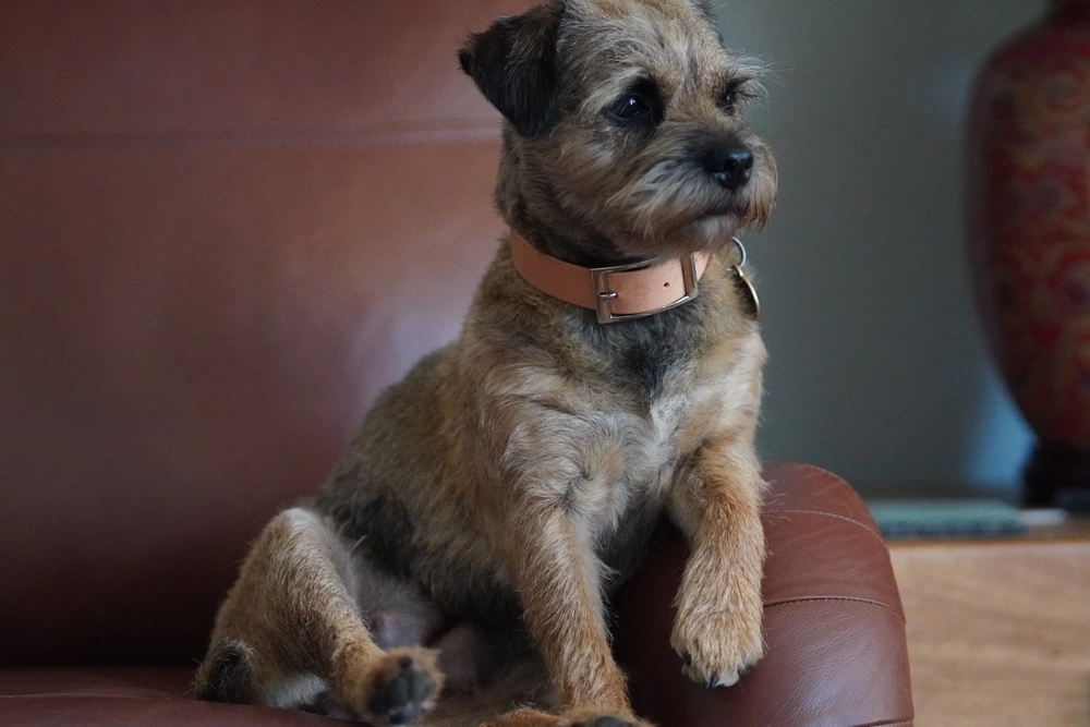 Border Terrier dog