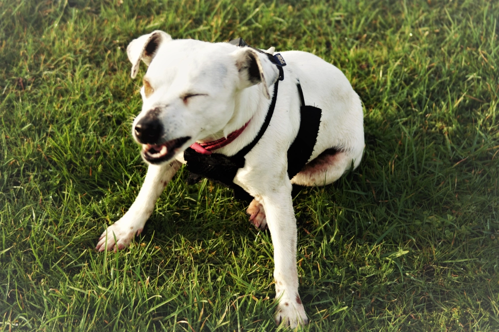Hund nyser / dog sneezing