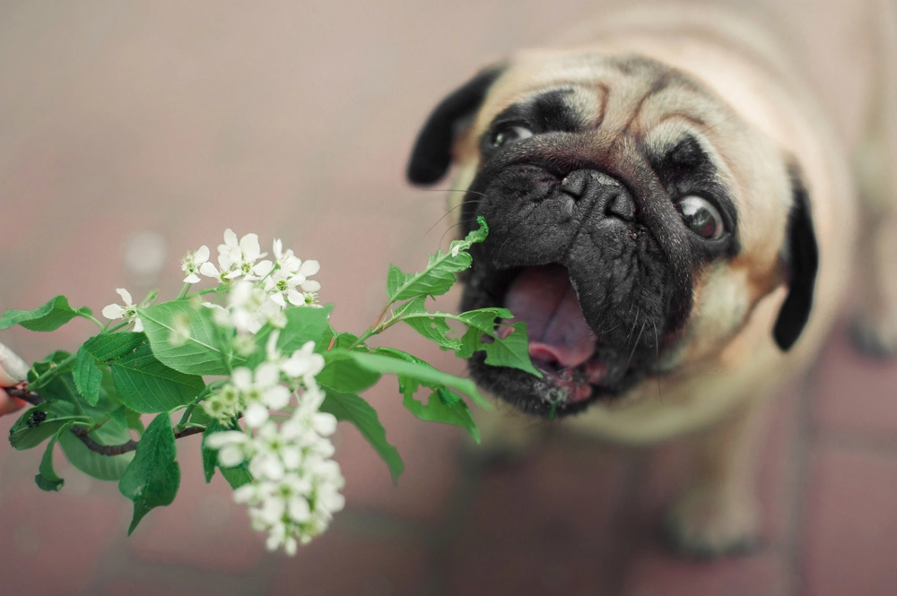 Dog eating flower / hund spiser blomst