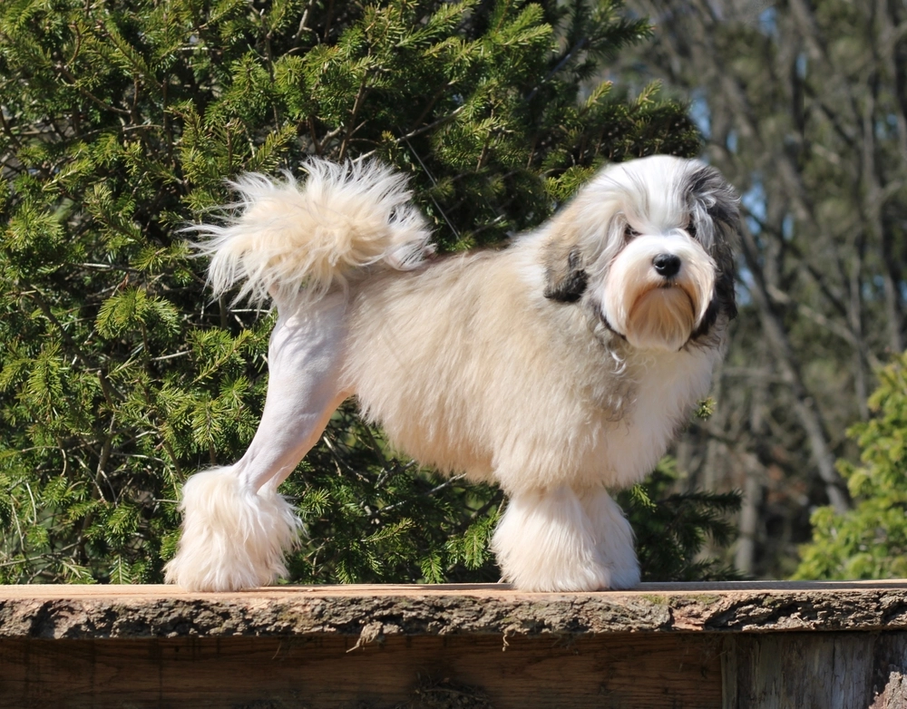 Hund er klippet / groomed dog
