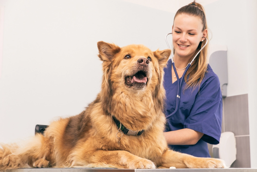 Hund ved dyrl&aelig;gen / dog at vet