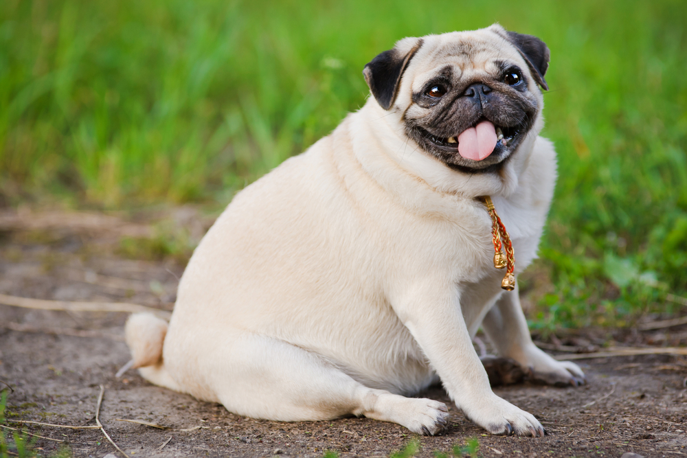 Tyk mops hund / fat pug dog