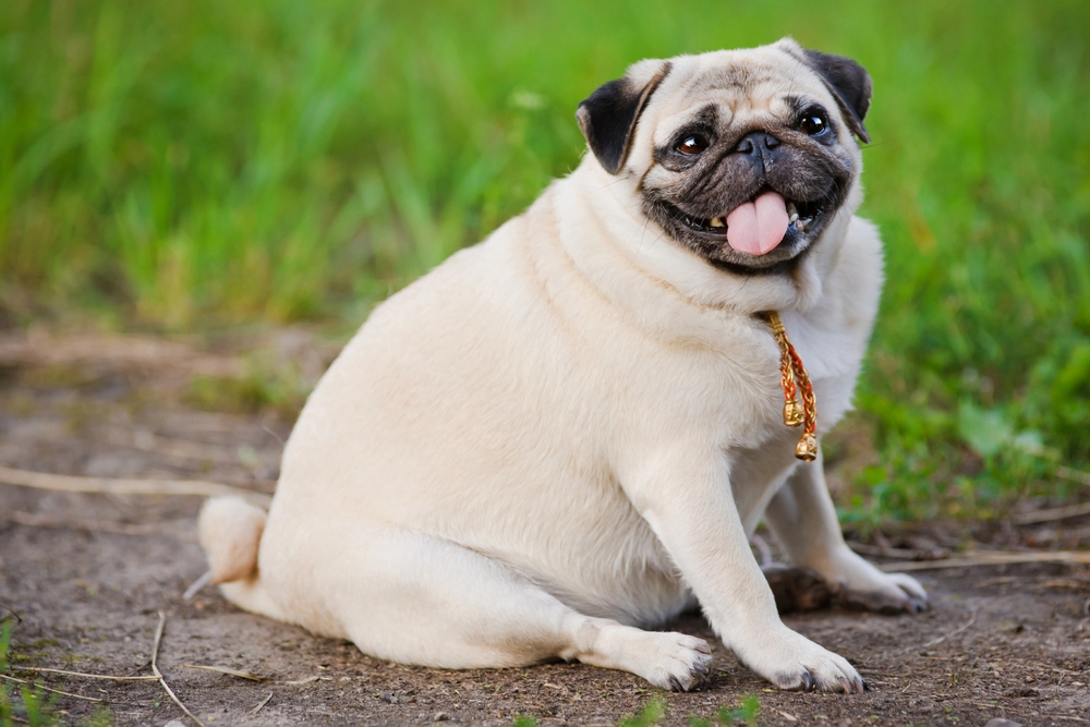 Tyk mops hund / fat pug dog