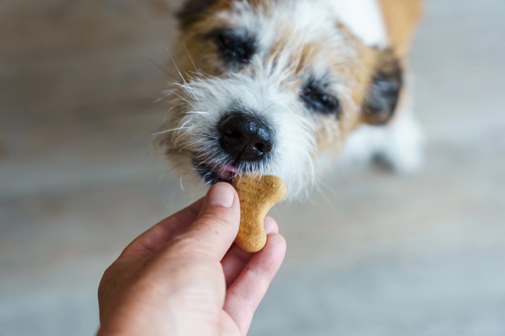 Dog eating treat / Hund spiser godbid