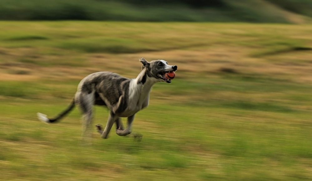 Greyhound