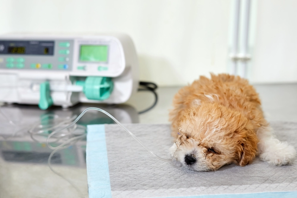 Syg hund behandles / sick dog being treated