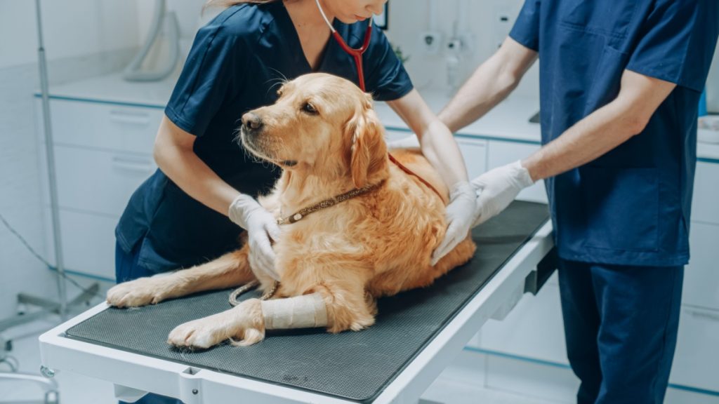 Hund dyrlæge / Dog vet