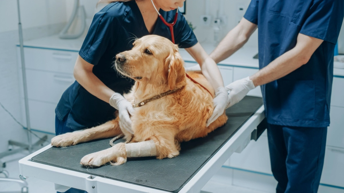 Hund dyrlæge / Dog vet
