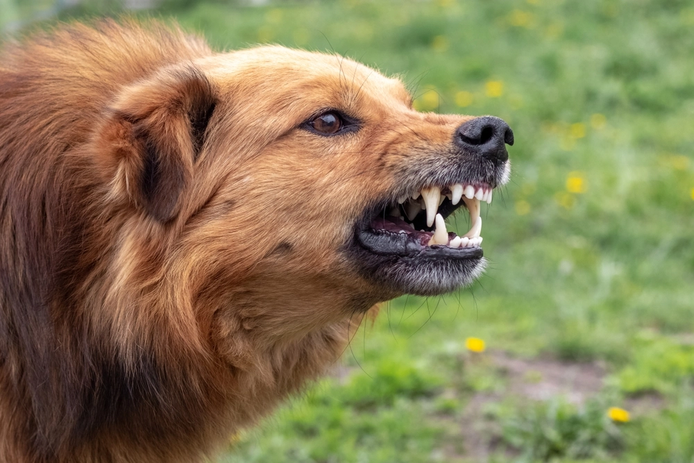Aggressiv hund / aggressive dog