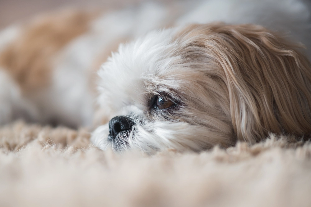 Lhasa Apso