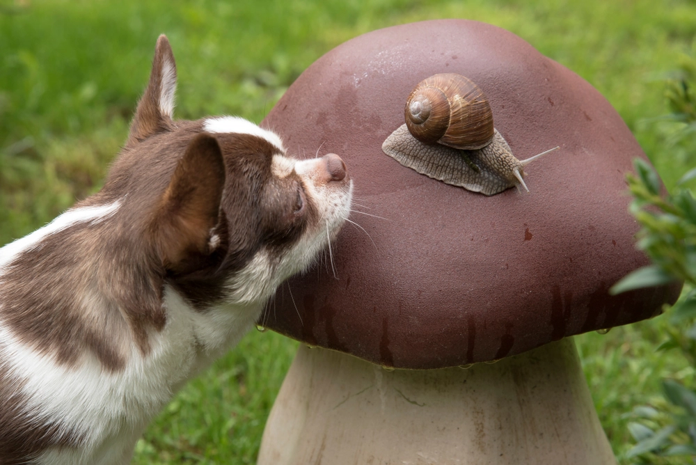 Chihuahua hund og snegl / chihuahua dog and snail