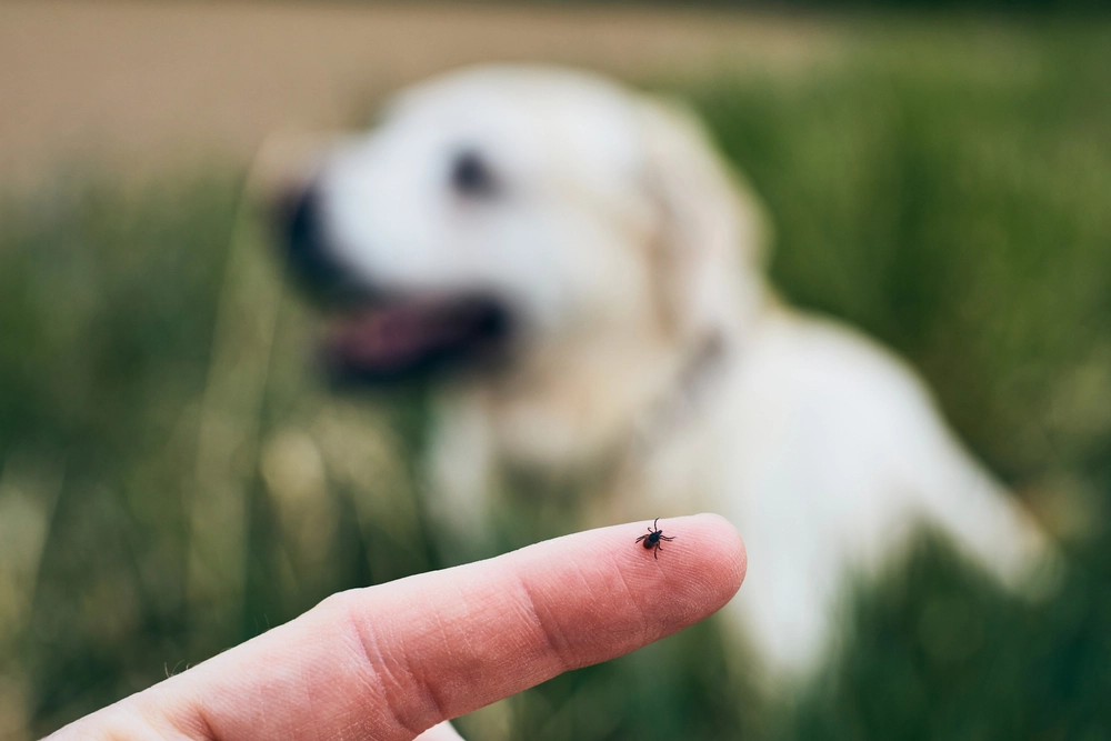 flåt på finger / tick on finger