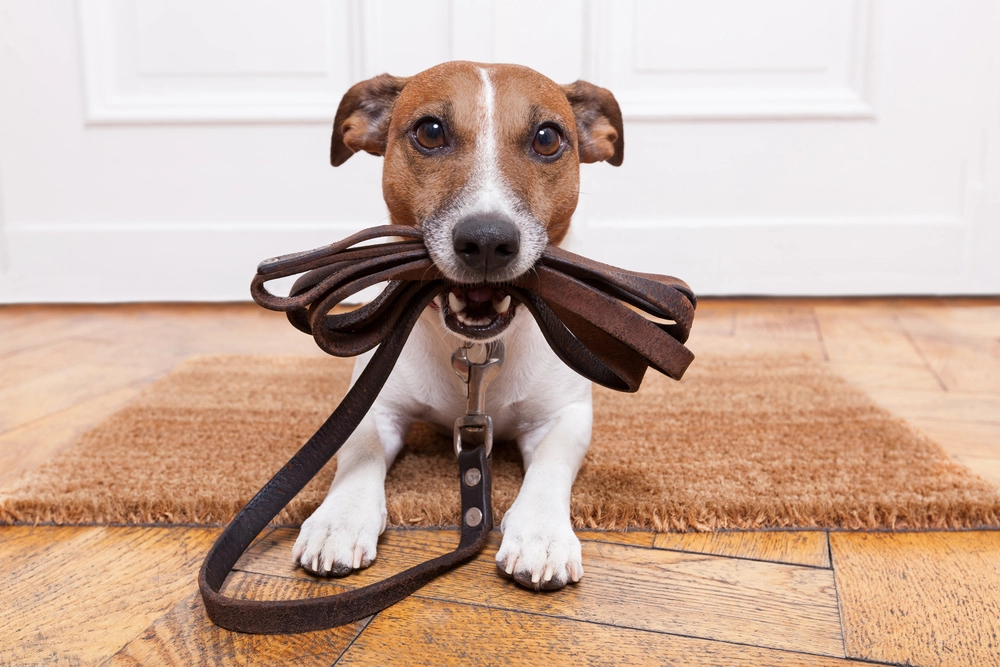 Dog with leash in mouth / Hund med hundesnor i munden