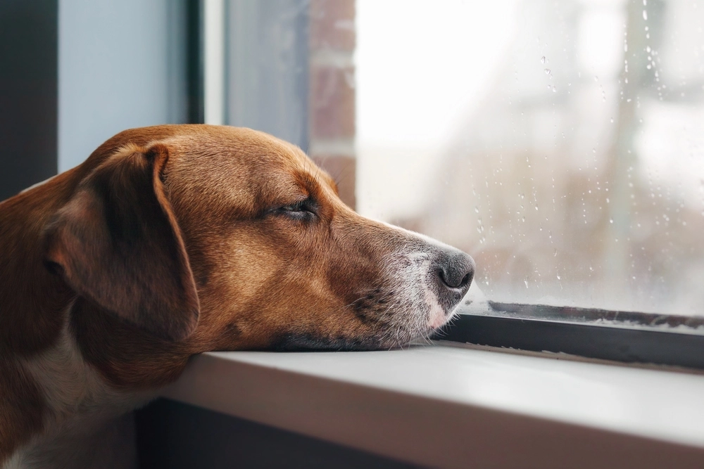 Bored dog / hund keder sig
