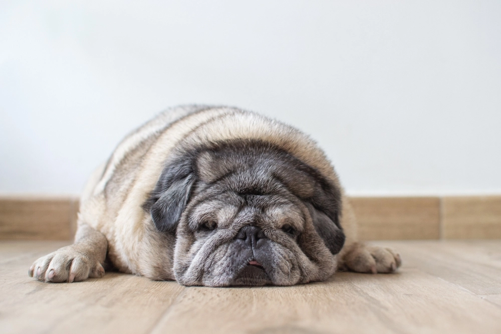 Mops sover / sleeping pug