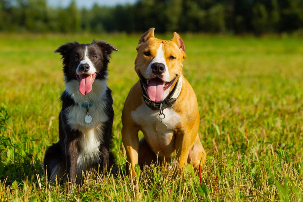 Two dogs outside / to hunde udenfor