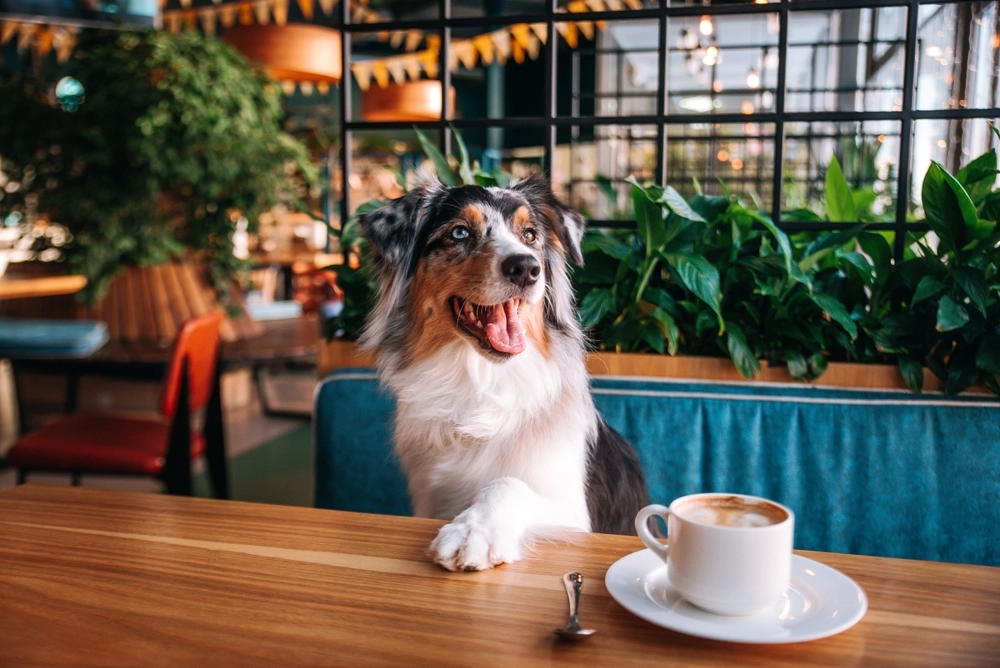 Australian Shepherd hund på cafe / Australian shepherd dog at cafe