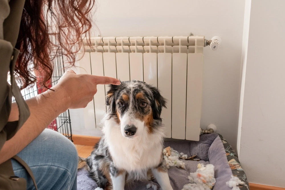 Dog being scolded / hund får skæld ud