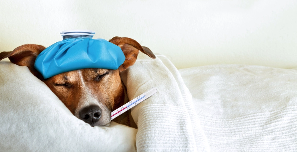 Sick dog in bed / syg hund i sengen