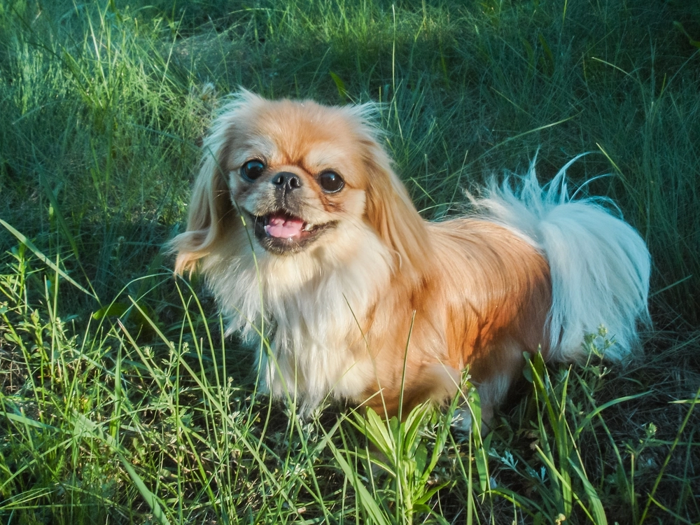 Pekingese / Pekingeser