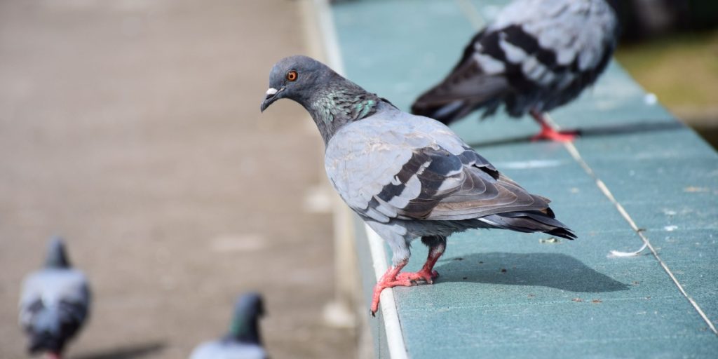 Pigeons Pigeon due bird fugle fugl