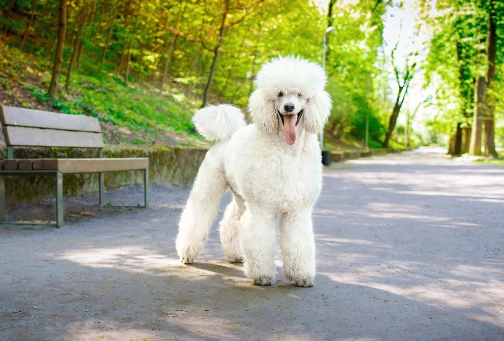 Large white poodle / stor hvid puddel