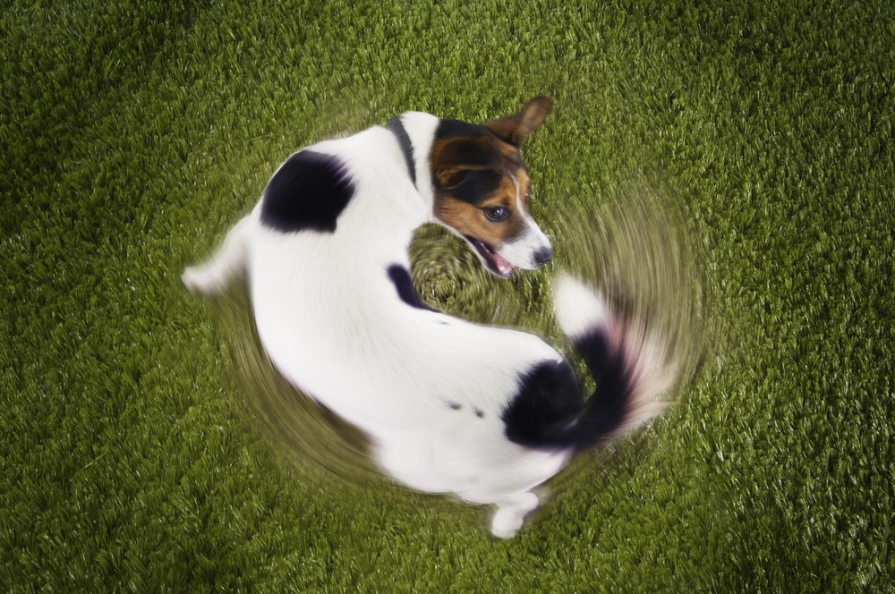 Jack Russel hund jager egen hale / Jack Russel dog chasing own tail