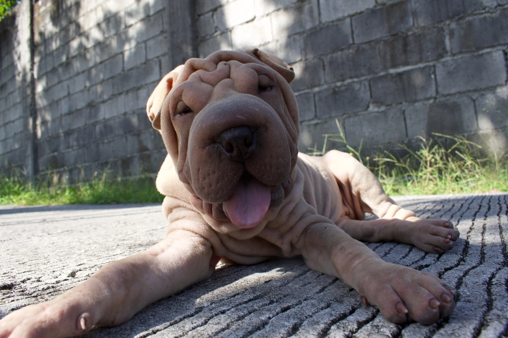 Shar Pei
