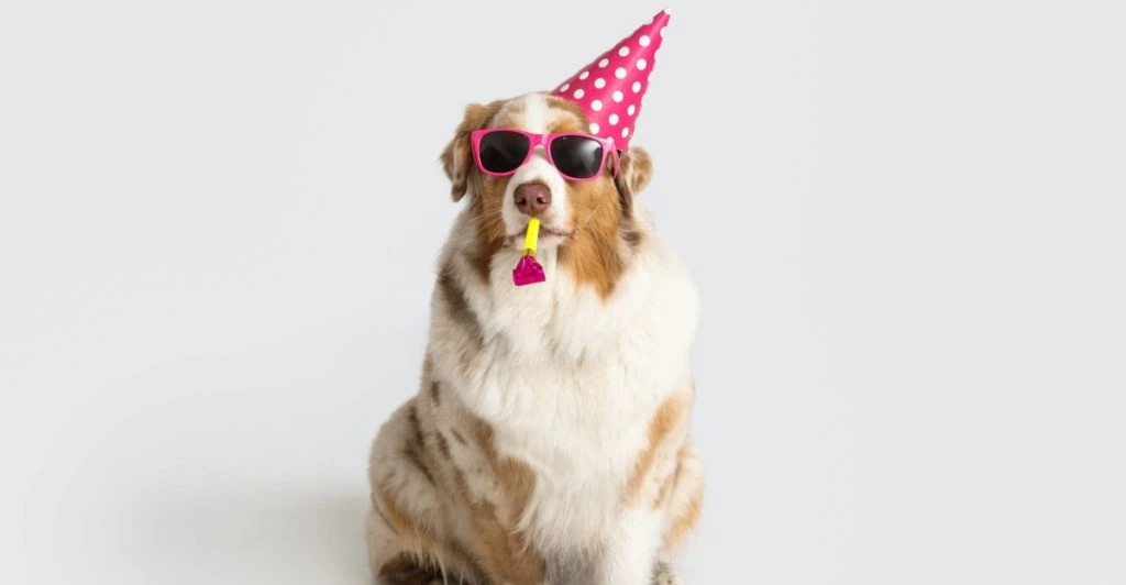 Hund