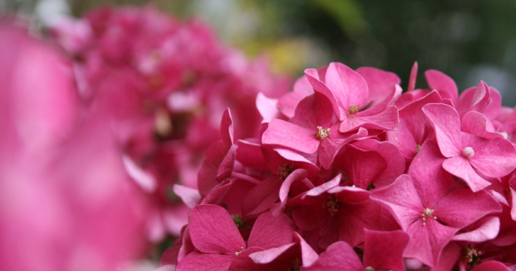 Hortensia, blommor, trädgård