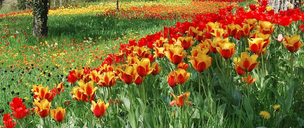 Få dina tulpaner att blomma längre – du behöver bara göra en sak