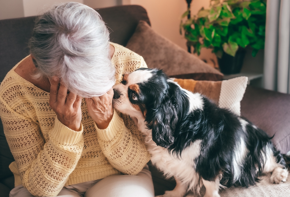 Hund trøster trist kvinde / dog comforts sad woman