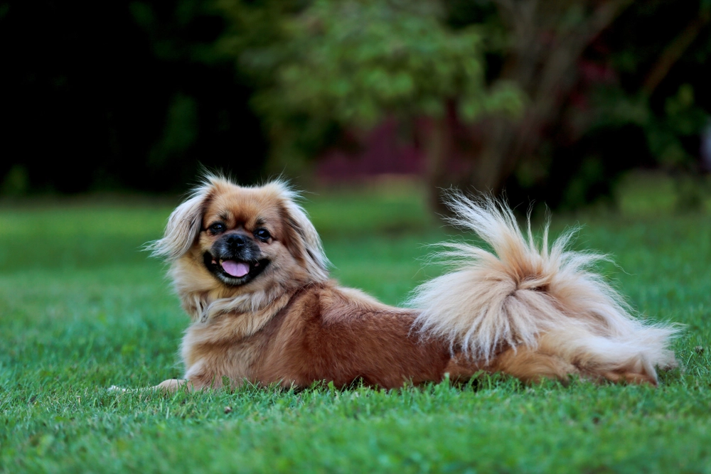 Tibetan Spaniel / Tibetansk Spaniel