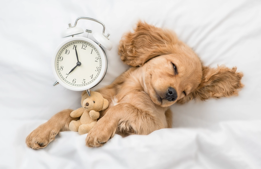 english cocker spaniel sleeping / engelsk cocker spaniel sover